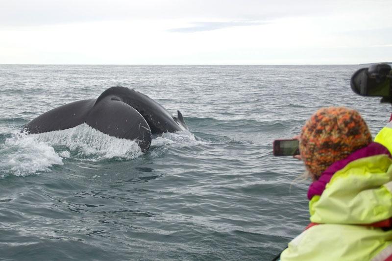 ballenas en Akuryeri desde zodiac