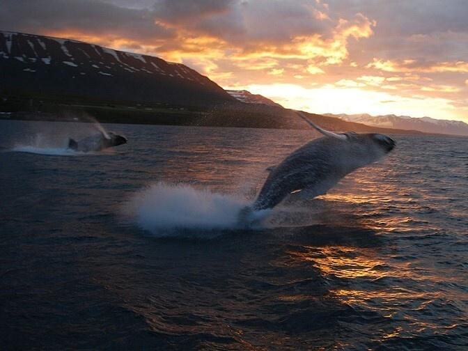 Excursión de avistamiento de ballenas en Akureyri