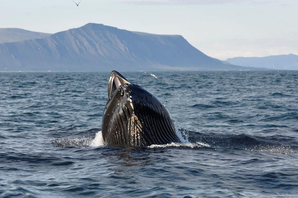 Avistamiento de ballenas desde Akureyri