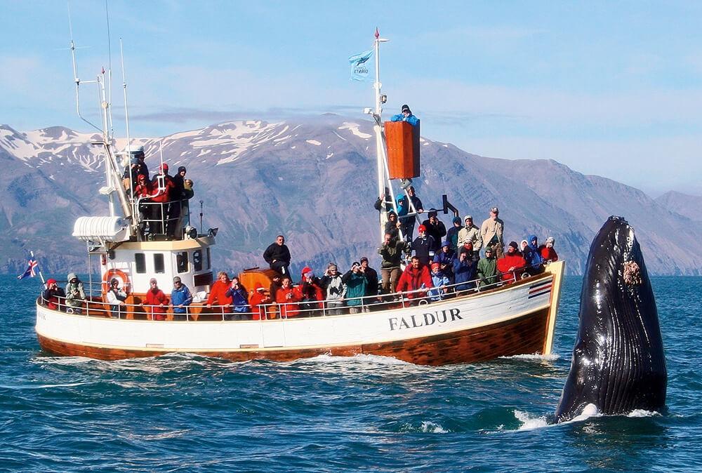 Whale Watcihng in Húsavík, North Iceland