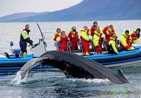 Ballenas desde Húsavík en lancha rápida