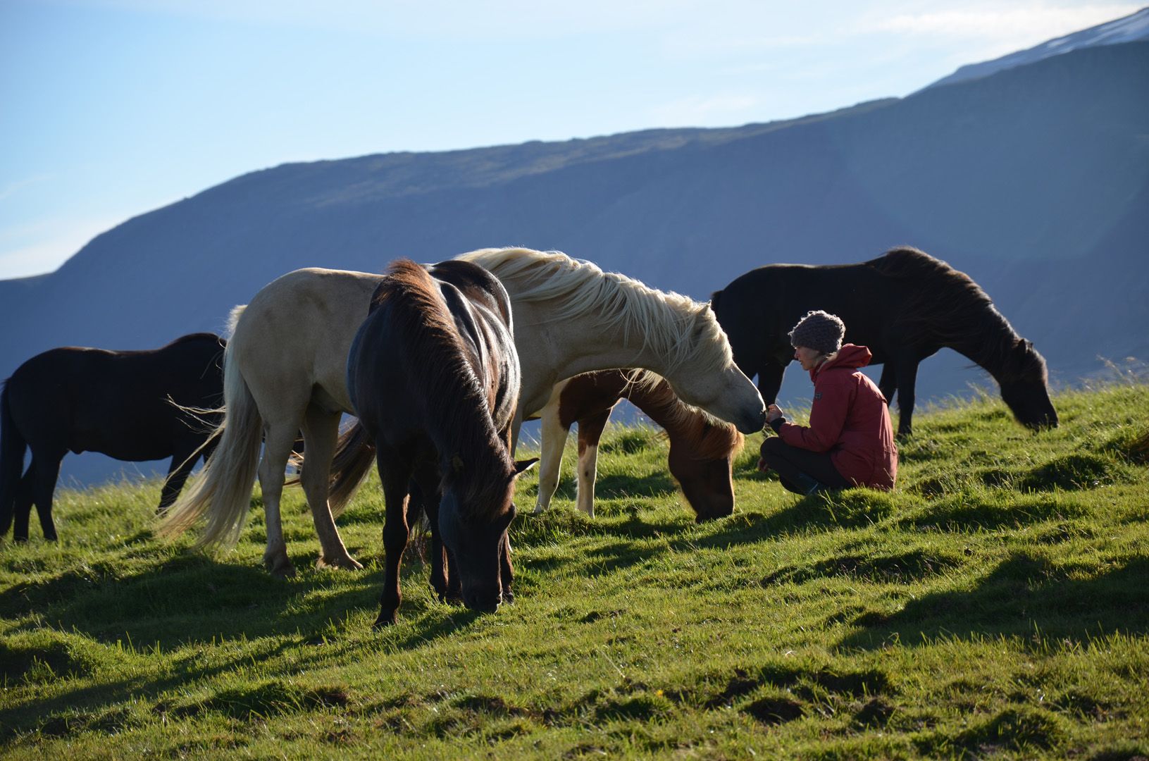 caballos-Snaefellsnes-islandia