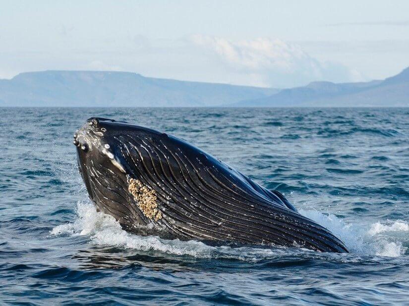 Whale in the fjord of Akureyri