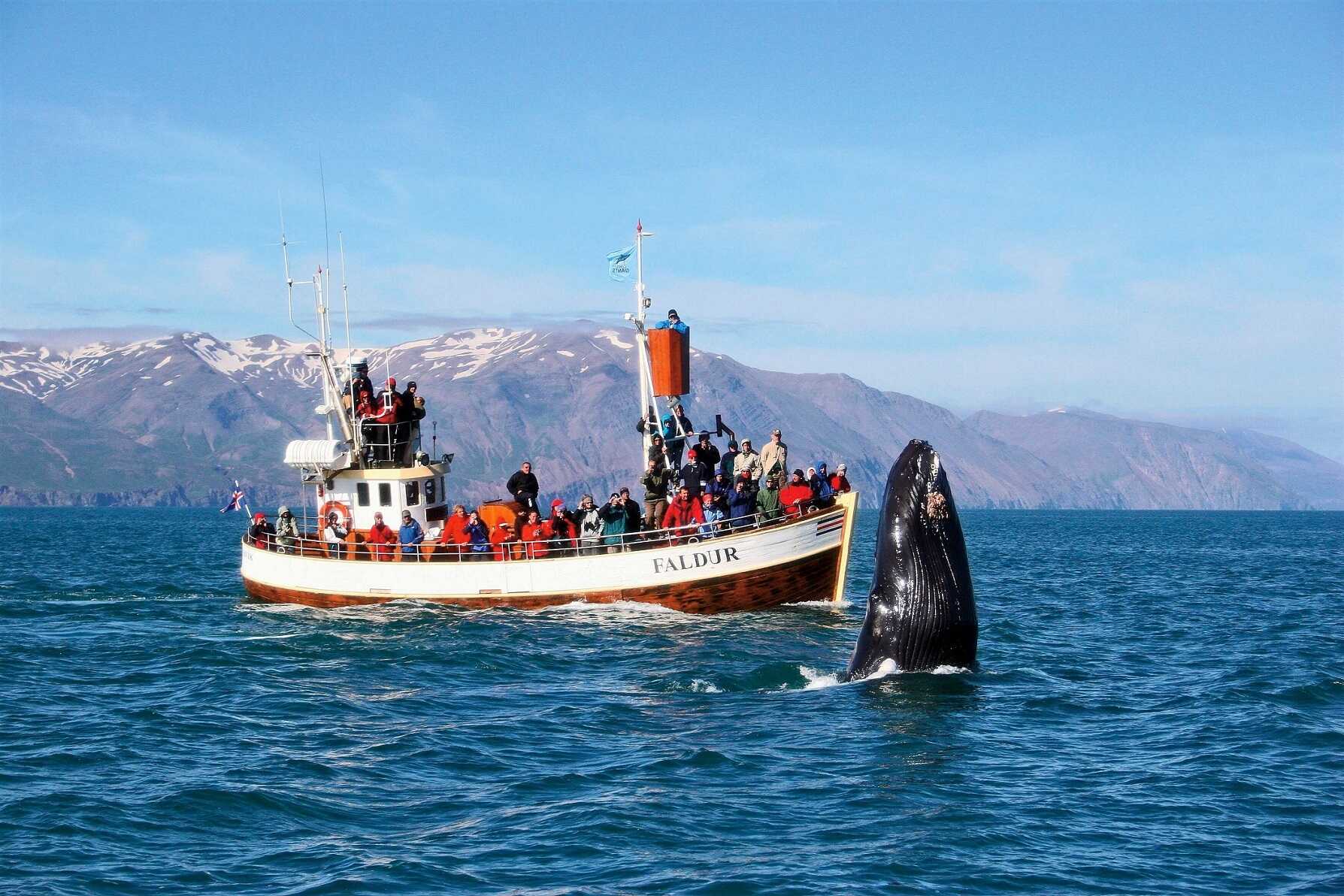 Whale watching tour in Iceland