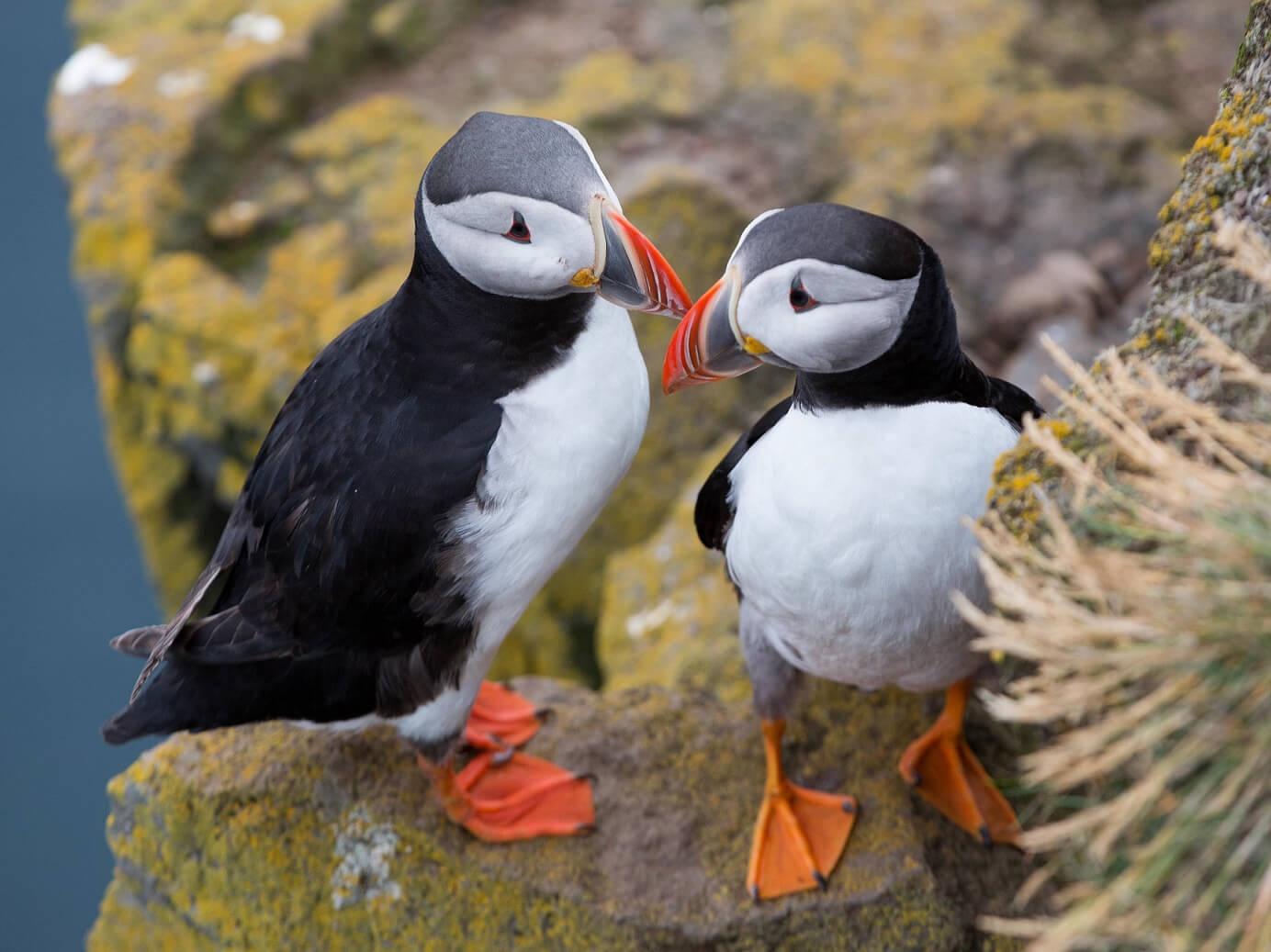 puffin-tendencias-verano-2025-islandia