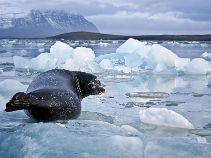 Seals in Jokulsarlon Glacier Lagoon