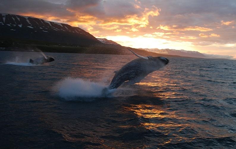 Spotting a whale during the Whale Watching Tour in Akureyri