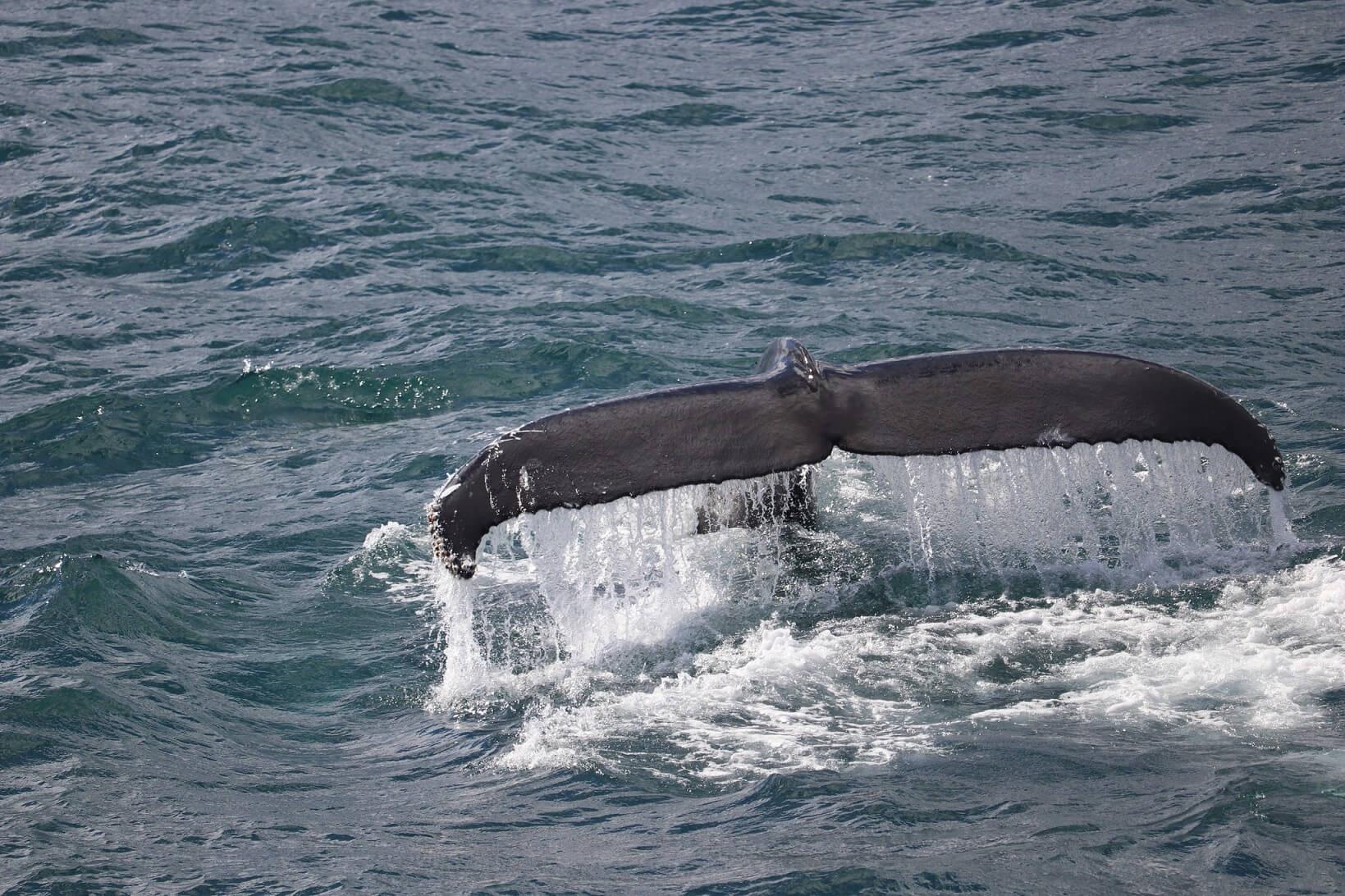 Avistamiento de ballena jorobada en Islandia