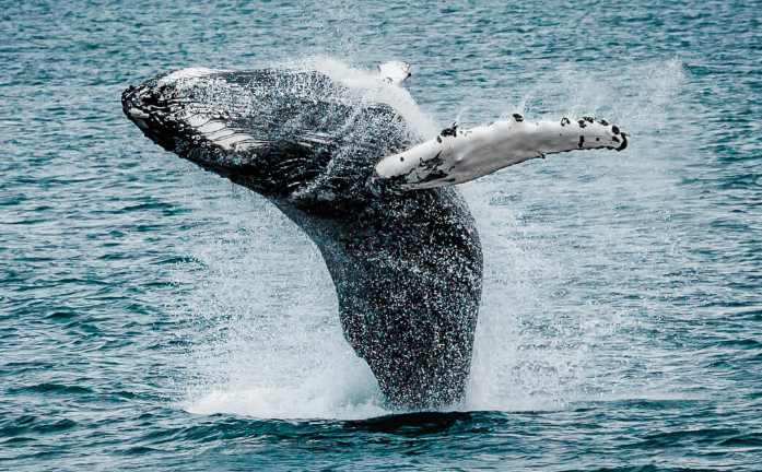 avistamiento de ballenas en Reykjavik