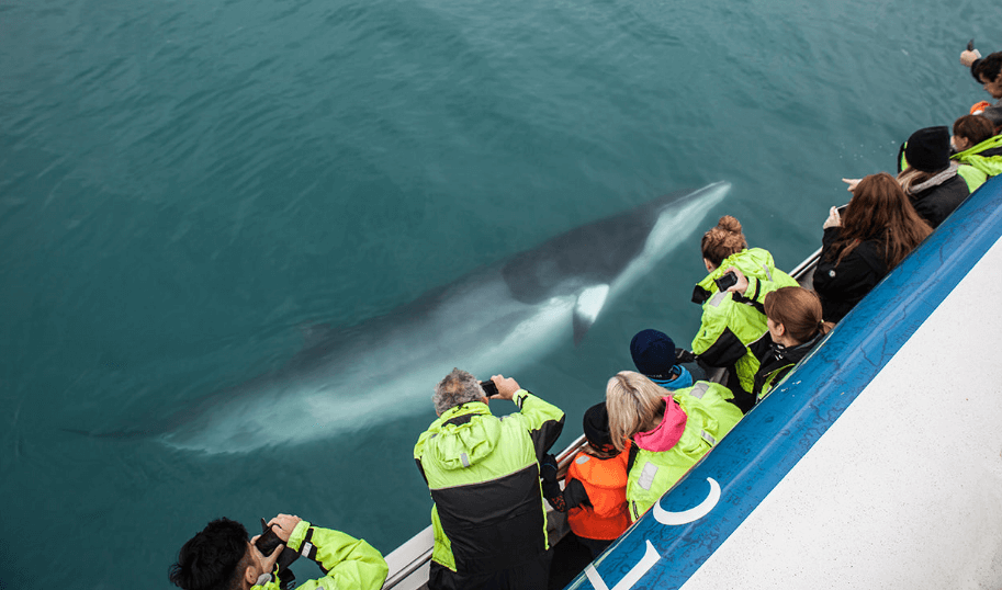 Avistamiento de ballenas durante la excursión desde Reykjavík