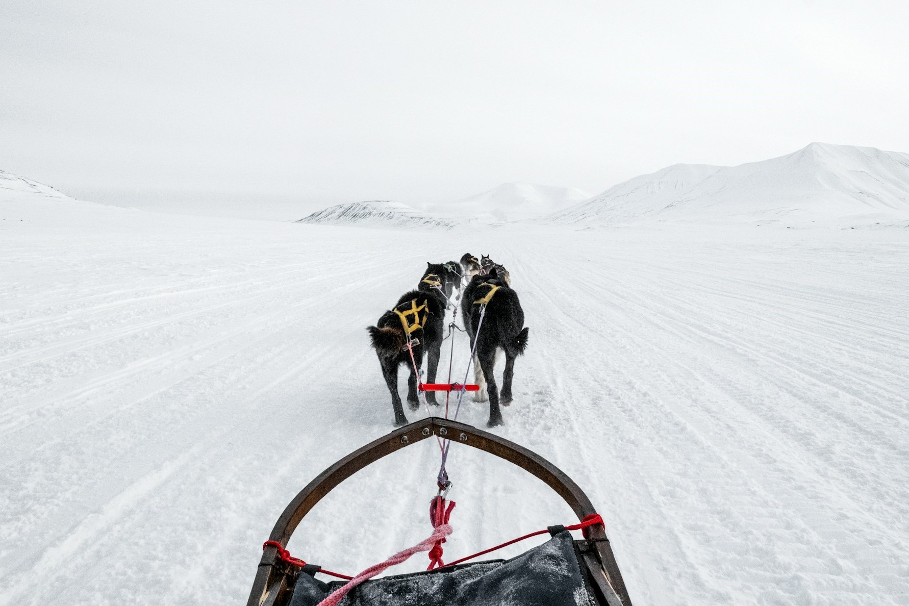 dog sleeding winter iceland