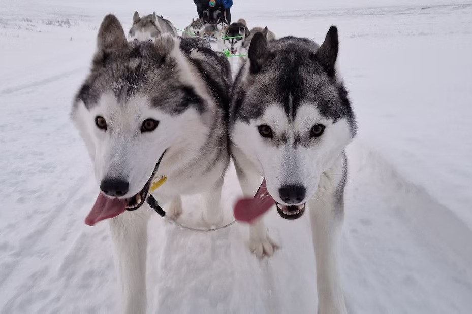 Siberian Husky kennel at Vallholt farm