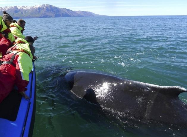 maravillas-islandia-ballenas maravillas Islandia ballenas