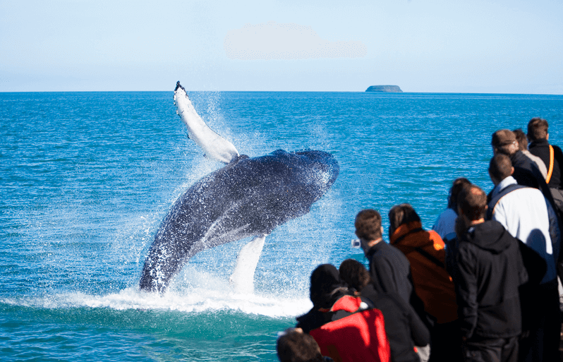 tour-islandia-ballenas tour islandia ballenas